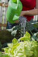 Watering 17