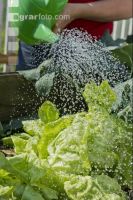 Watering 16
