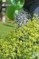 Watering 15