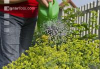 Watering 13