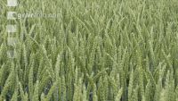 Weizen Bluete 25 ID552