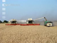 Weizen Ernte J 29 ID33