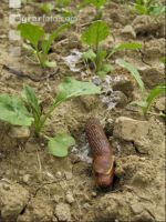Tote Schnecke