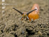 Wegschnecke 7