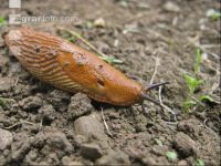 Wegschnecke 8