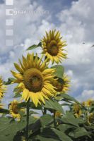 Sonnenblume Blüte 33