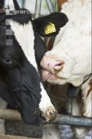 Kuhprotrait Holstein 10