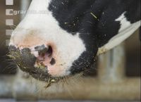 Kuhprotrait Holstein 13
