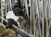 Kuhprotrait Holstein 12
