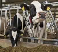 Kuhprotrait Holstein 11