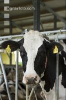 Kuhprotrait Holstein 9