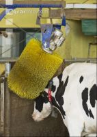 Cow brush 1