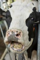 Kuhprotrait Holstein 8