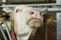 Kuhportrait Fleckvieh 3