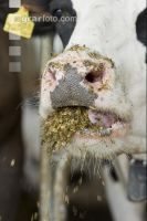 Kuhprotrait Holstein 7