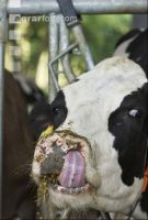 Kuhprotrait Holstein 5