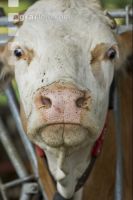 Kuhportrait Fleckvieh 1