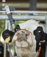 Kuhprotrait Holstein 4