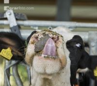 Kuhprotrait Holstein 3