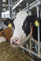 Kuhprotrait Holstein 6