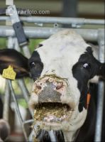 Kuhprotrait Holstein 2