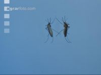 Mosquitoes on mirror 3