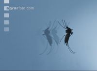 Mosquitoes on mirror 2