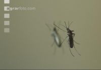 Mosquitoes on mirror 1