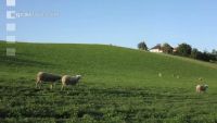 Milchschafe auf Kurzrasenweide