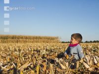 Little boy corn harvest