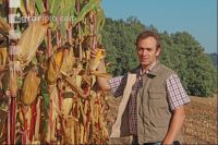 Corn Farmer J 38