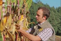 Corn Farmer J 36