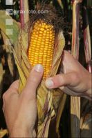 Corn Farmer J 34