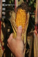 Corn Farmer J 33