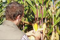 Corn Farmer J 30