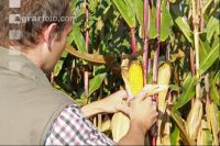 Corn Farmer J 29