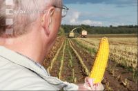 Corn Farmer J 26