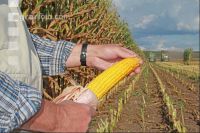 Corn Farmer J 25