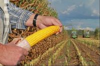 Corn Farmer J 24