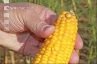 Corn Farmer J 22