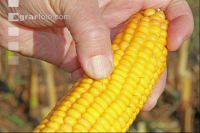 Corn Farmer J 21