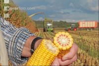 Corn Farmer J 20