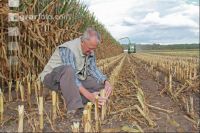 Mais Landwirt J 14