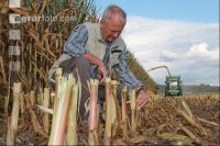 Corn Farmer J 13