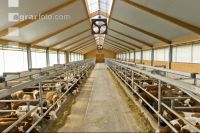 Cattle fattening 81