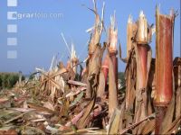 Maize stubble 1