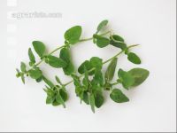 Oregano 6