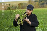 Phacelia 2