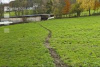 Trittschäden Weide 4