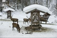 Rothirschfütterung 2